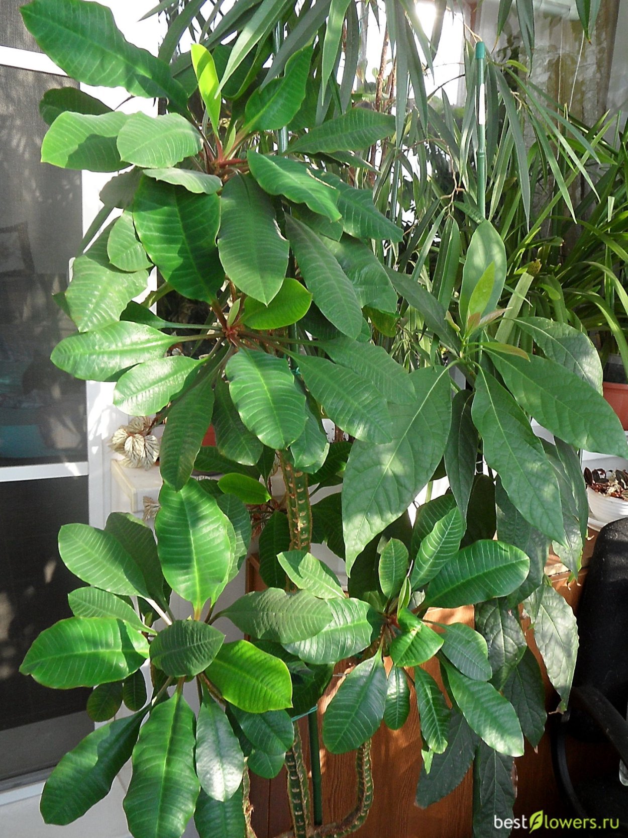 Молочай беложильчатый