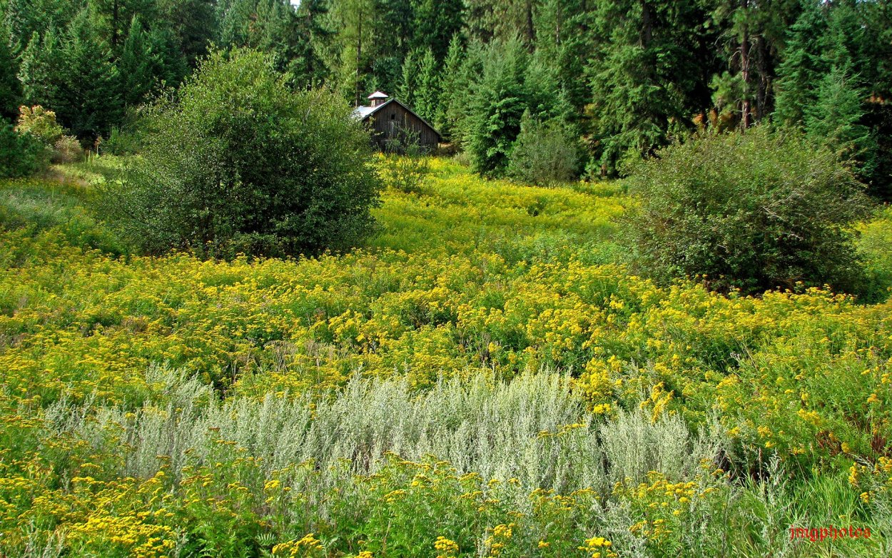 Поляна с кустами