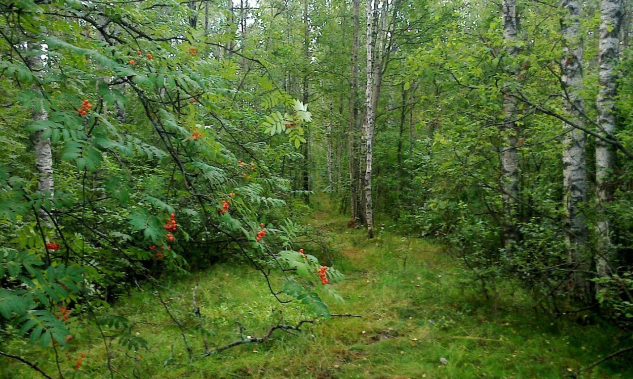 Лесные ручьи Поляны России