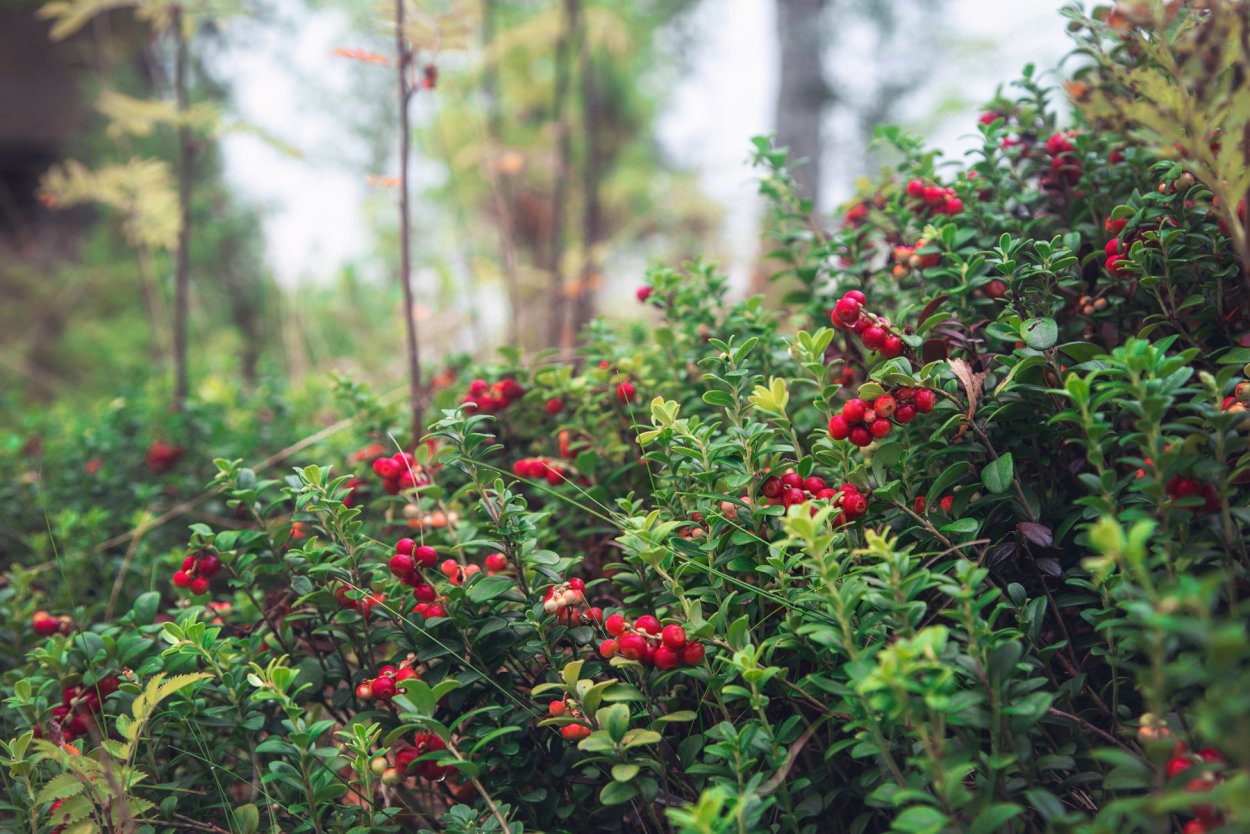 Морошка и брусника Карелия