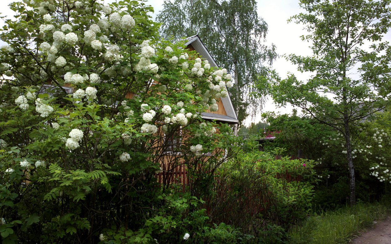 Кустарники Ленобласти