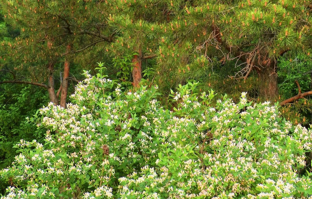 Жимолость Татарская