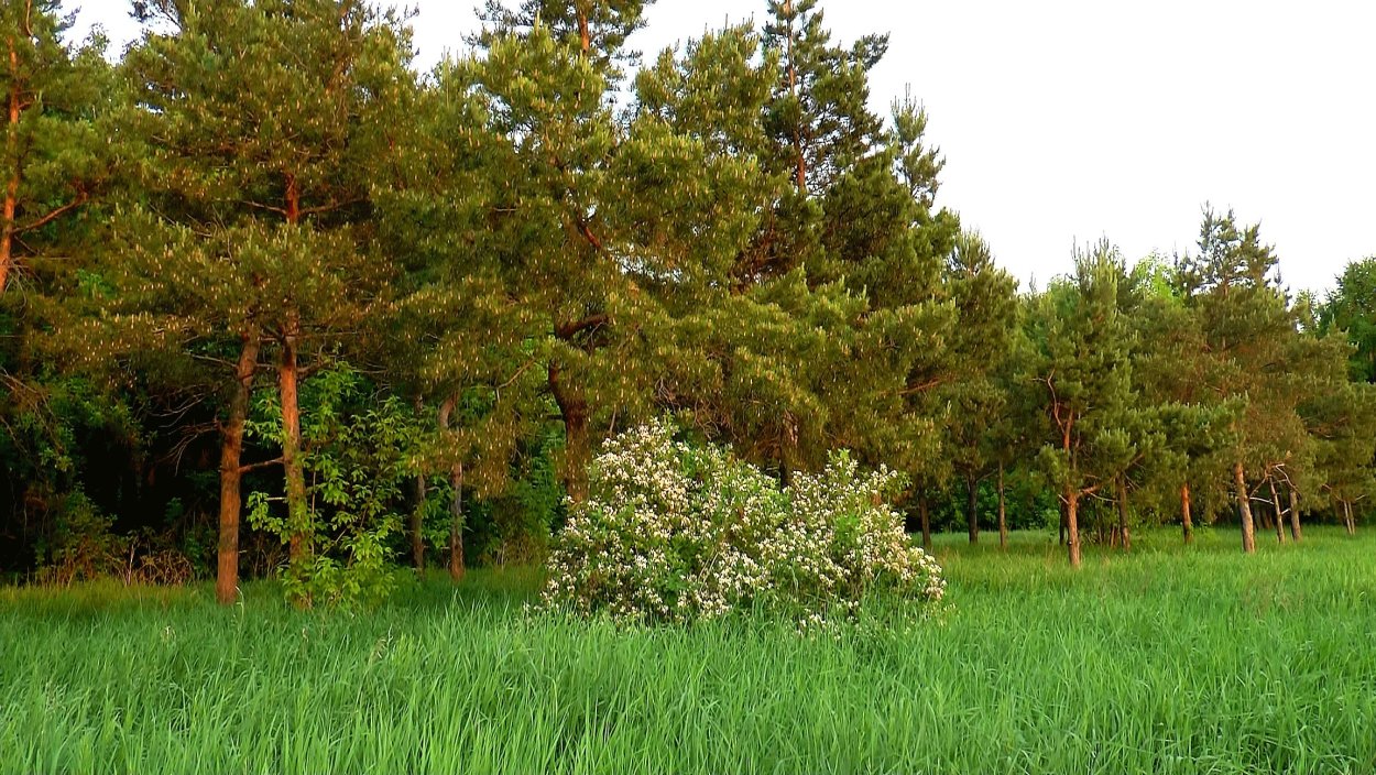Участок в еловом лесу