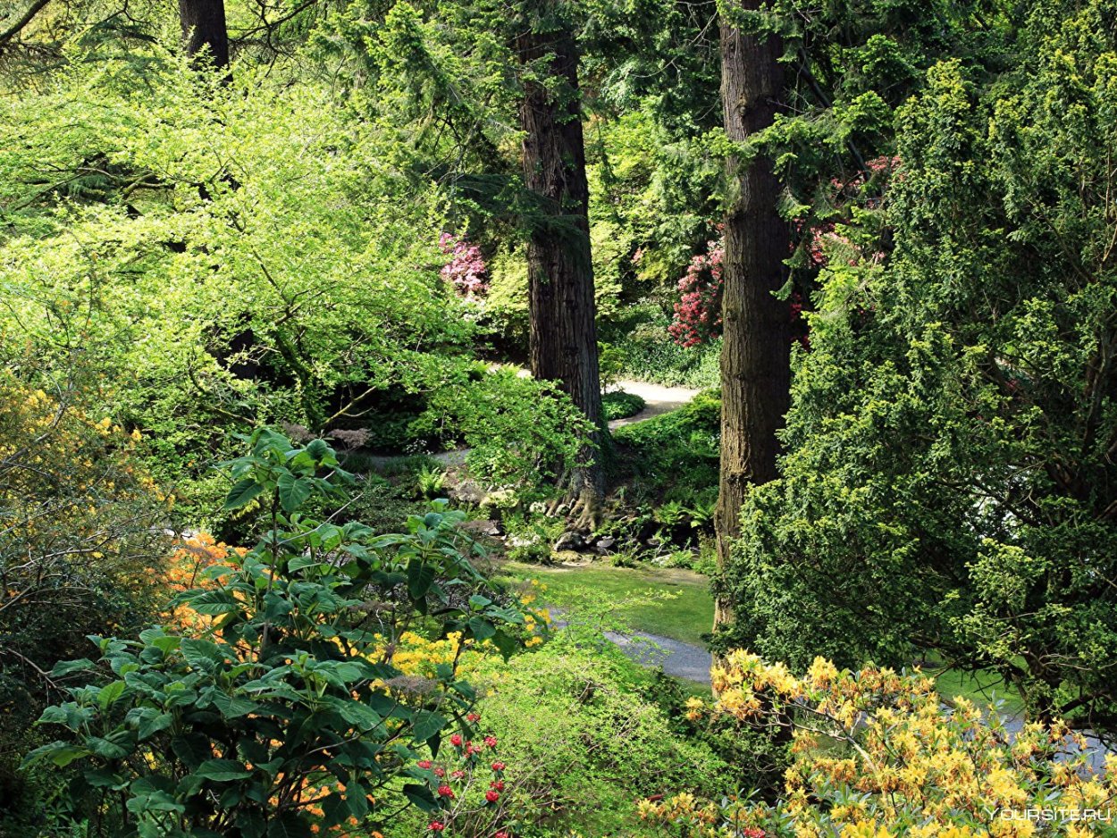 Кустарники в лесу