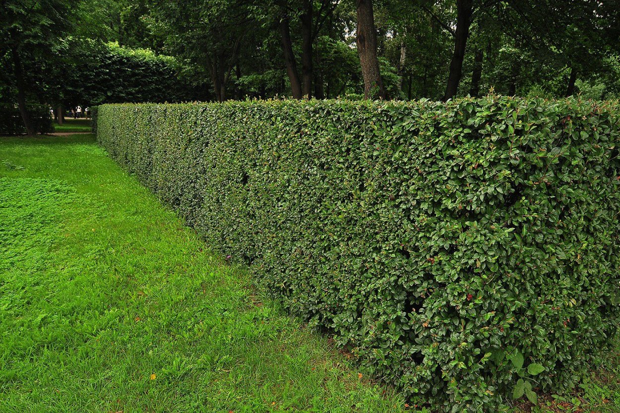 Кизильник блестящий изгородь