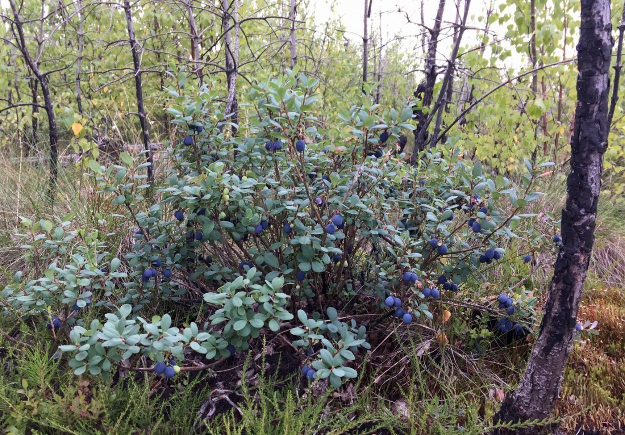 Болотная Лесная голубика.