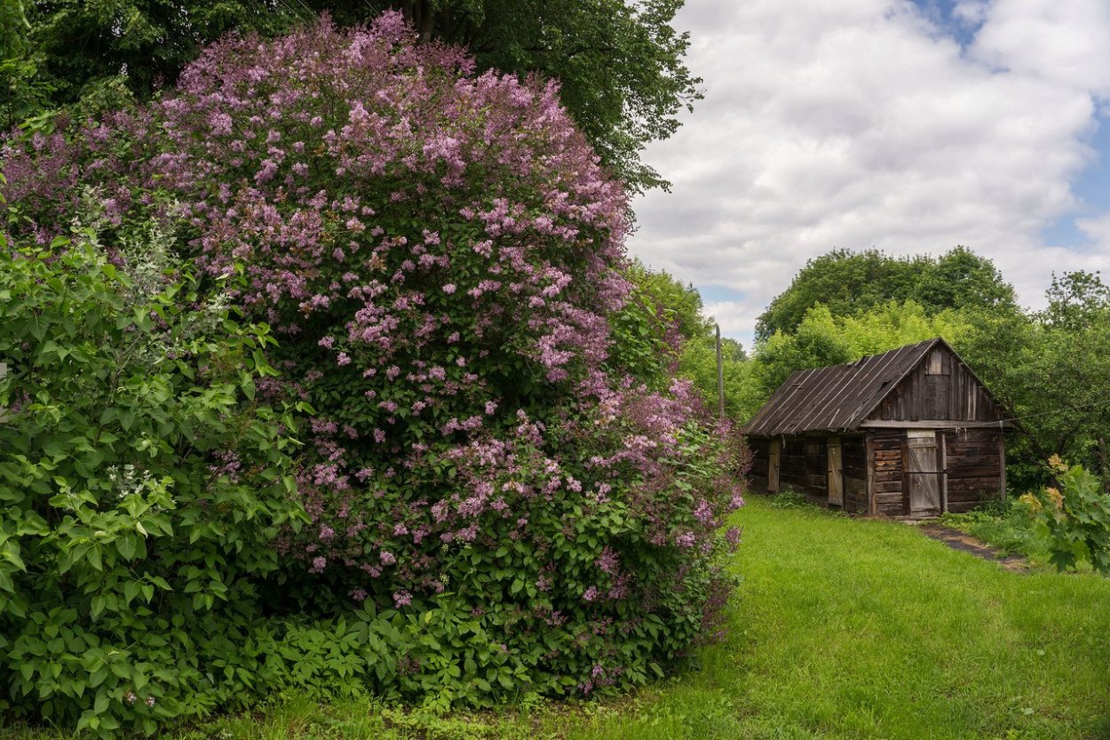 Дом деревня двор сирень