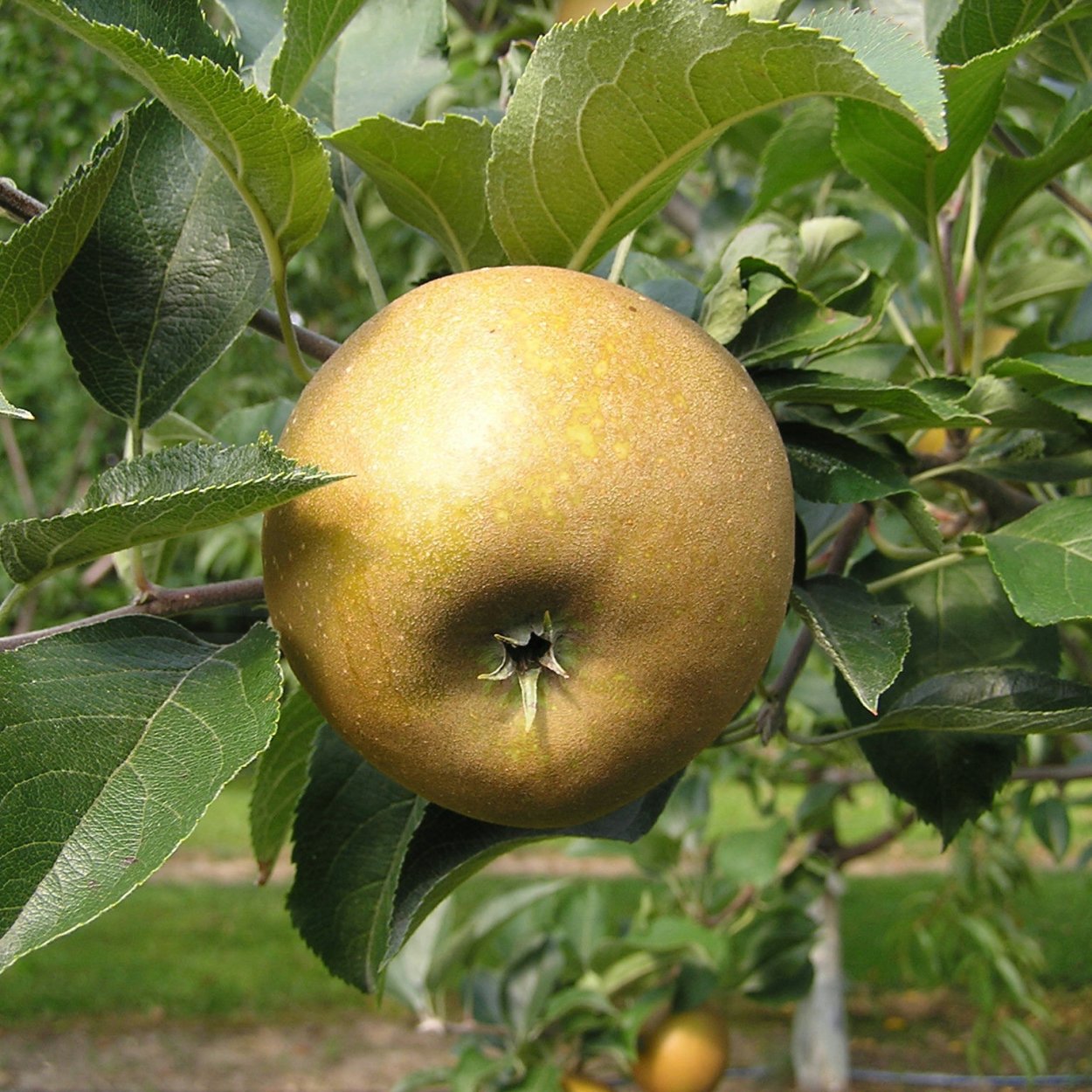 Knobbed Russet яблоня