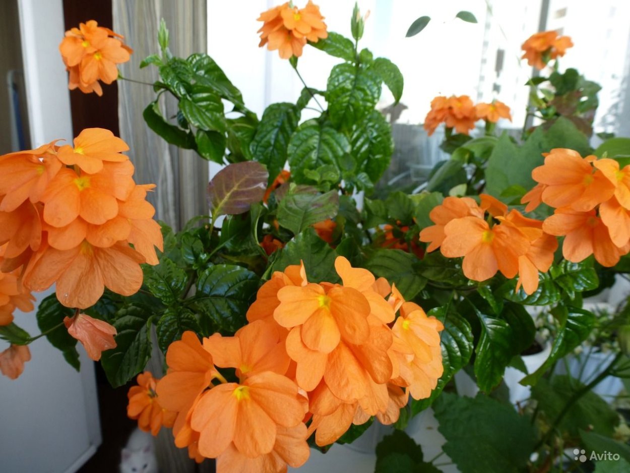 Кроссандра Цветущая