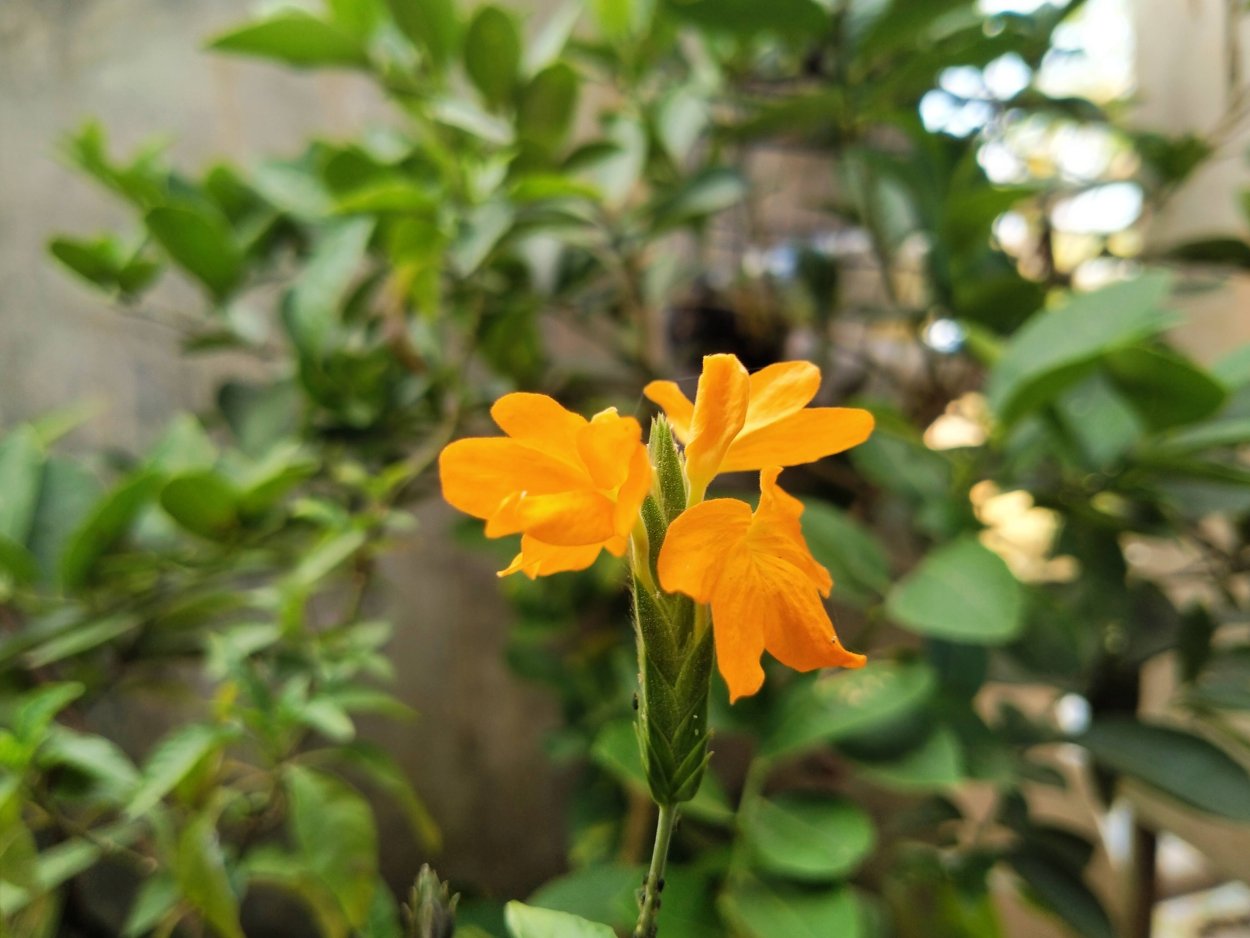 Кроссандра Тропик желтая