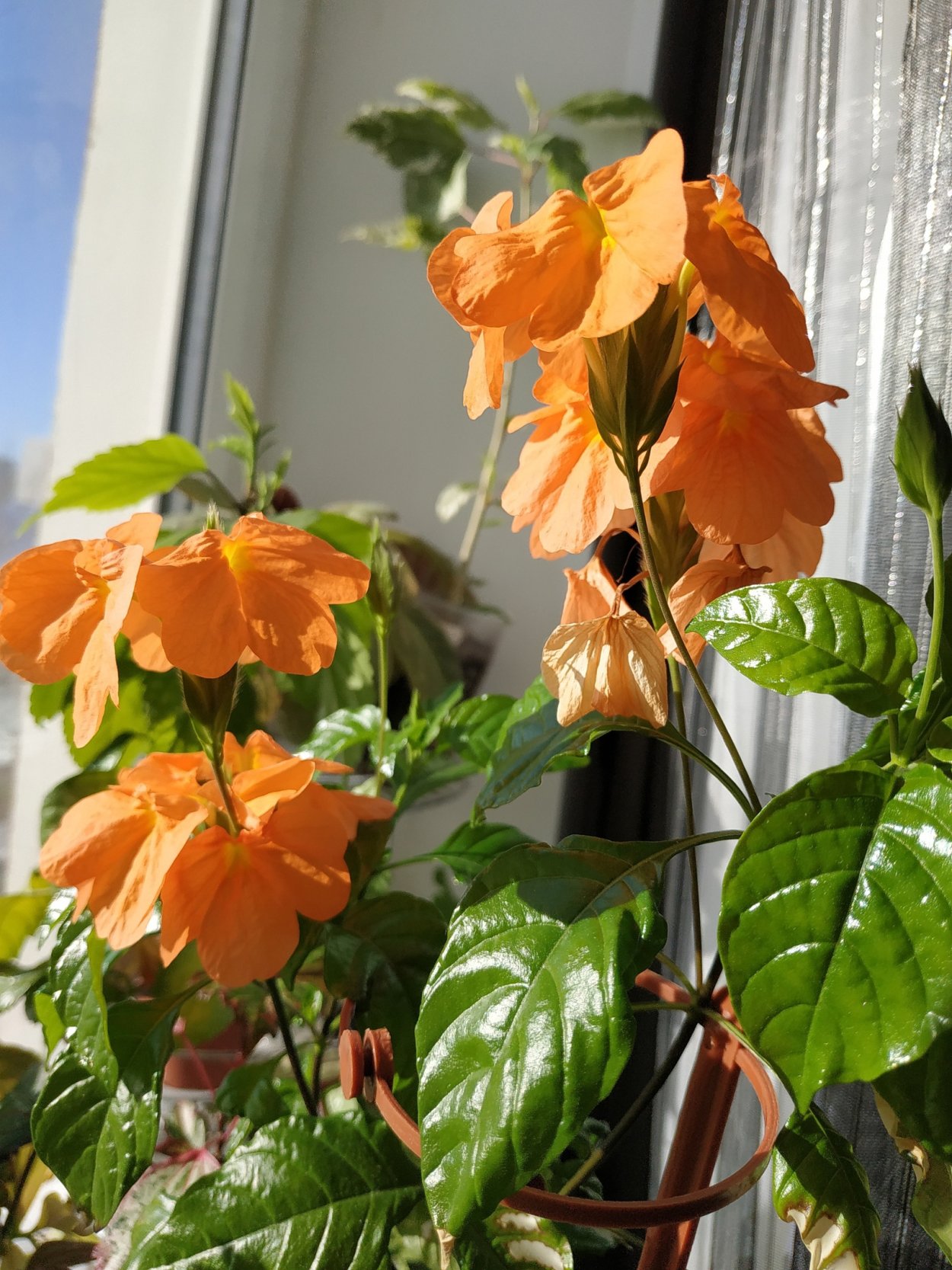 Цветок кроссандра цейлонская