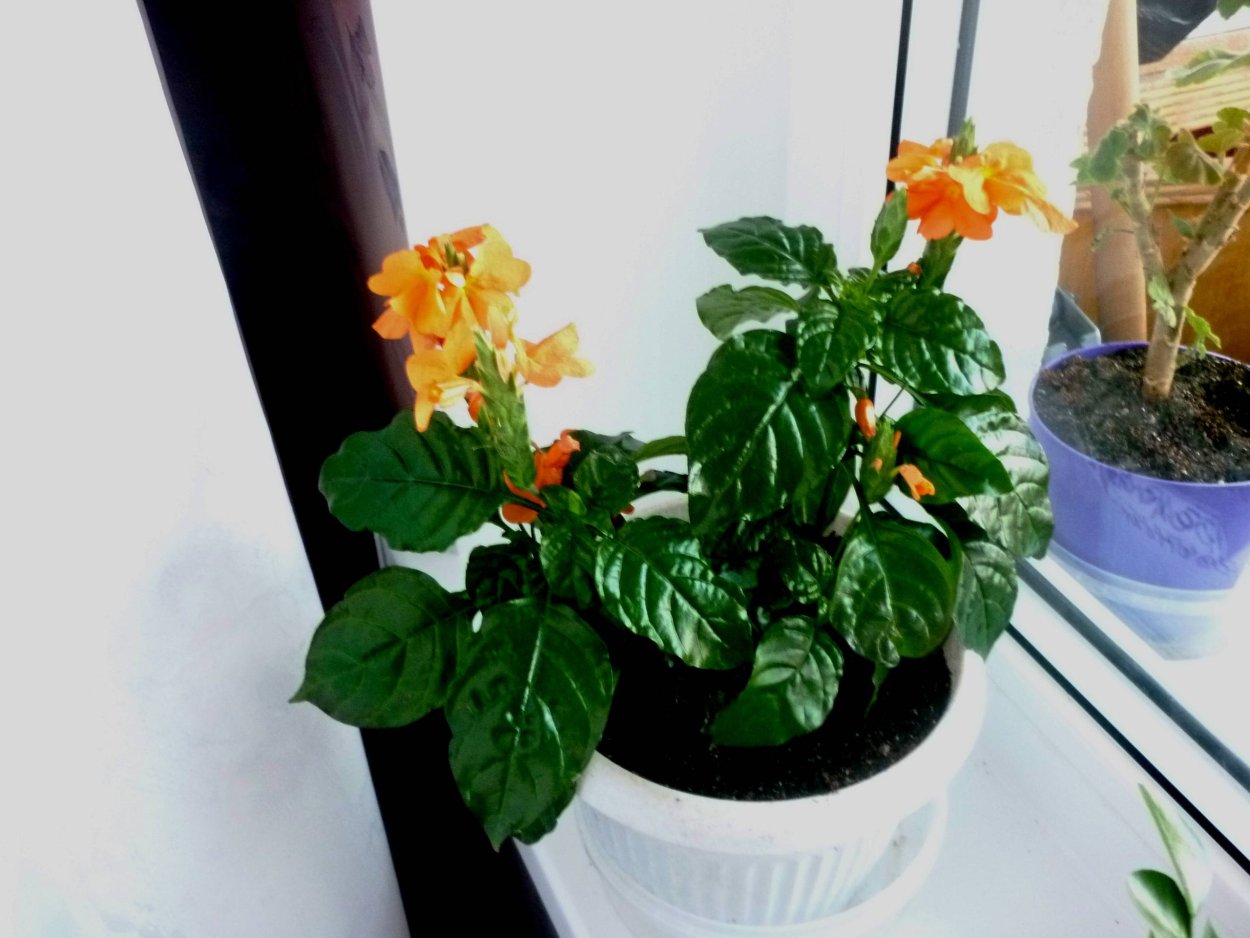 Кроссандра ядовита или нет