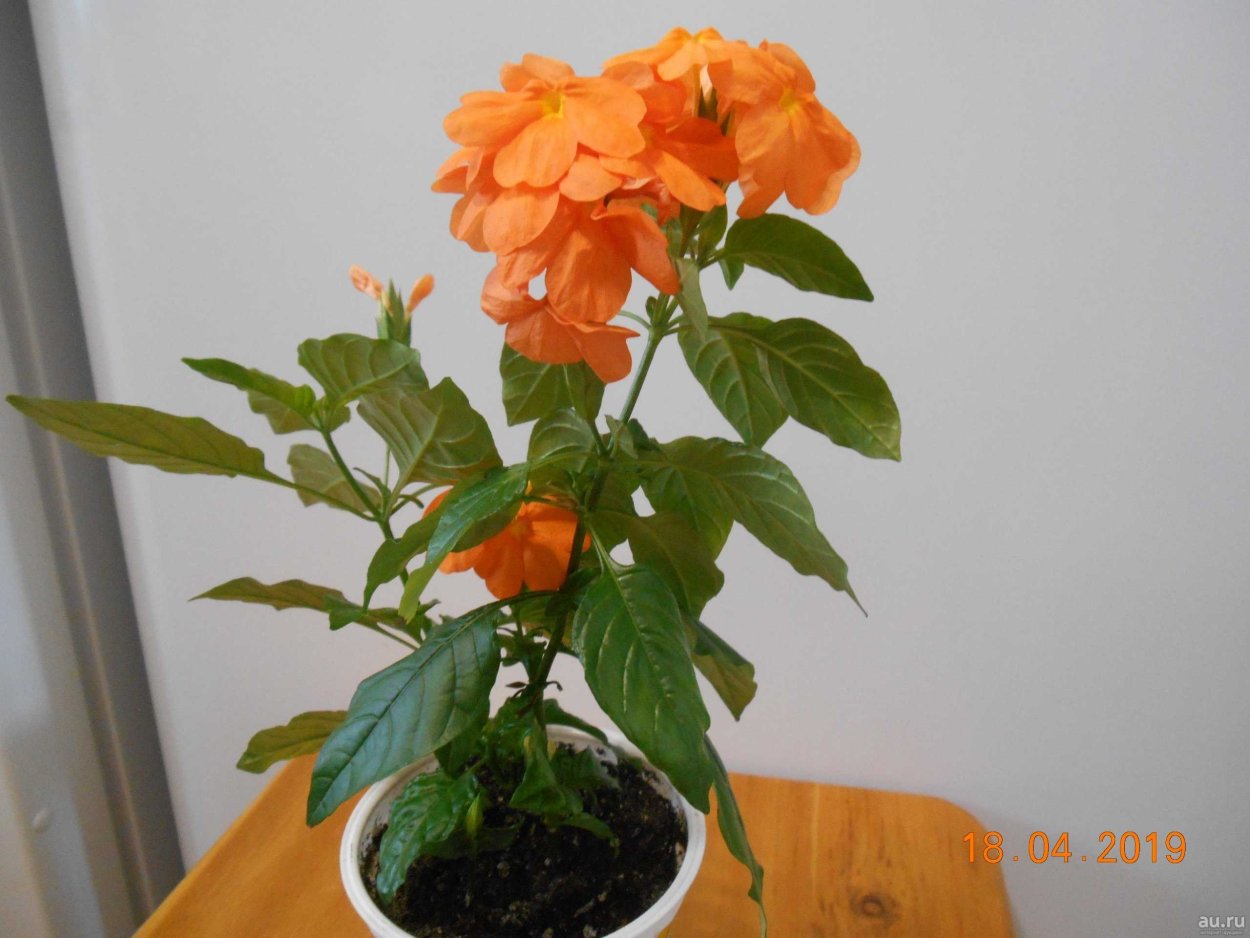 Кроссандра бонсай