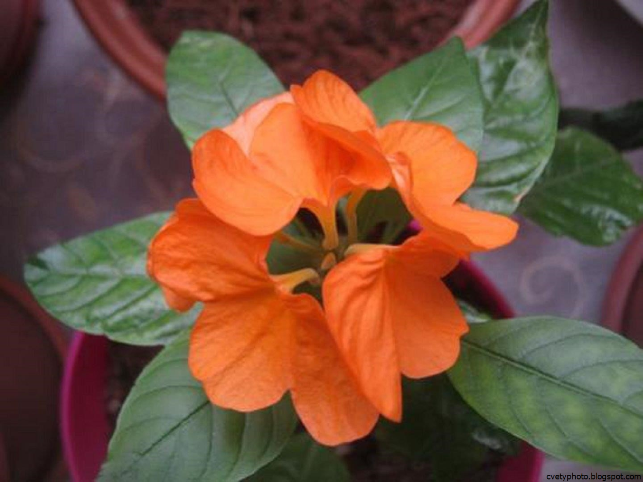 Кроссандра вариегатная