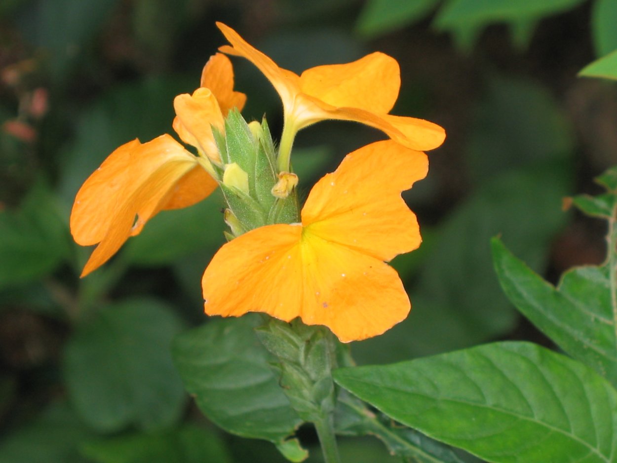 Кроссандра сиреневая