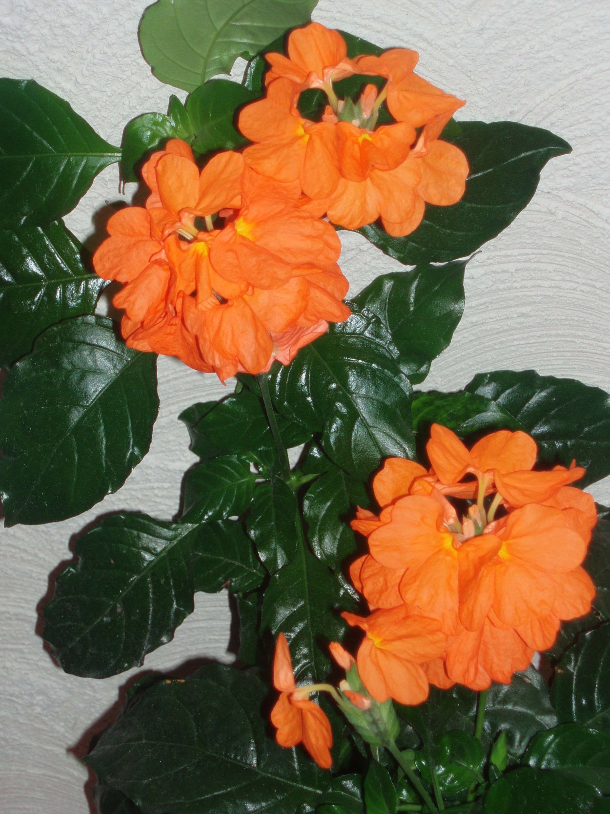 Кроссандра воронковидная