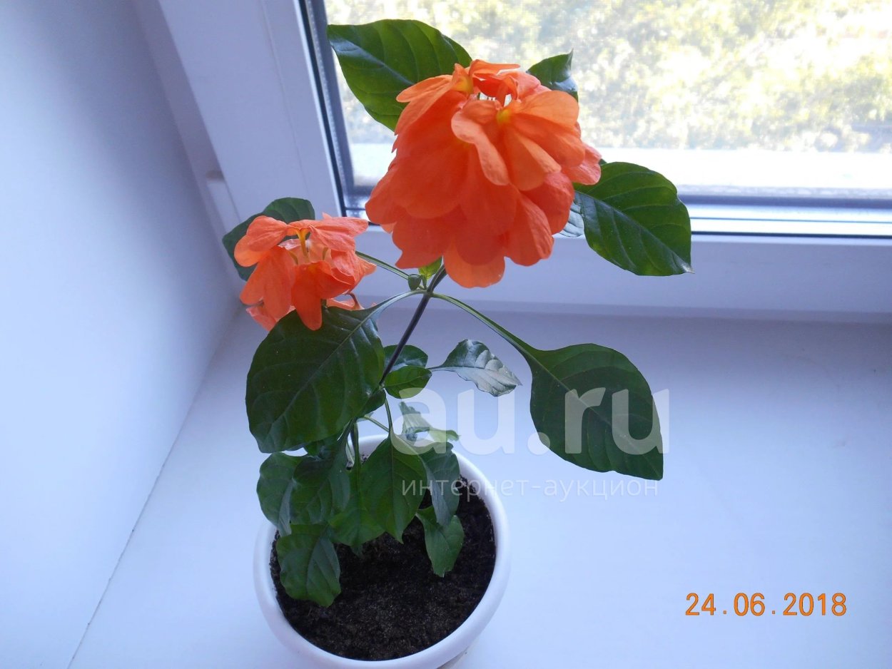 Кроссандра цветение