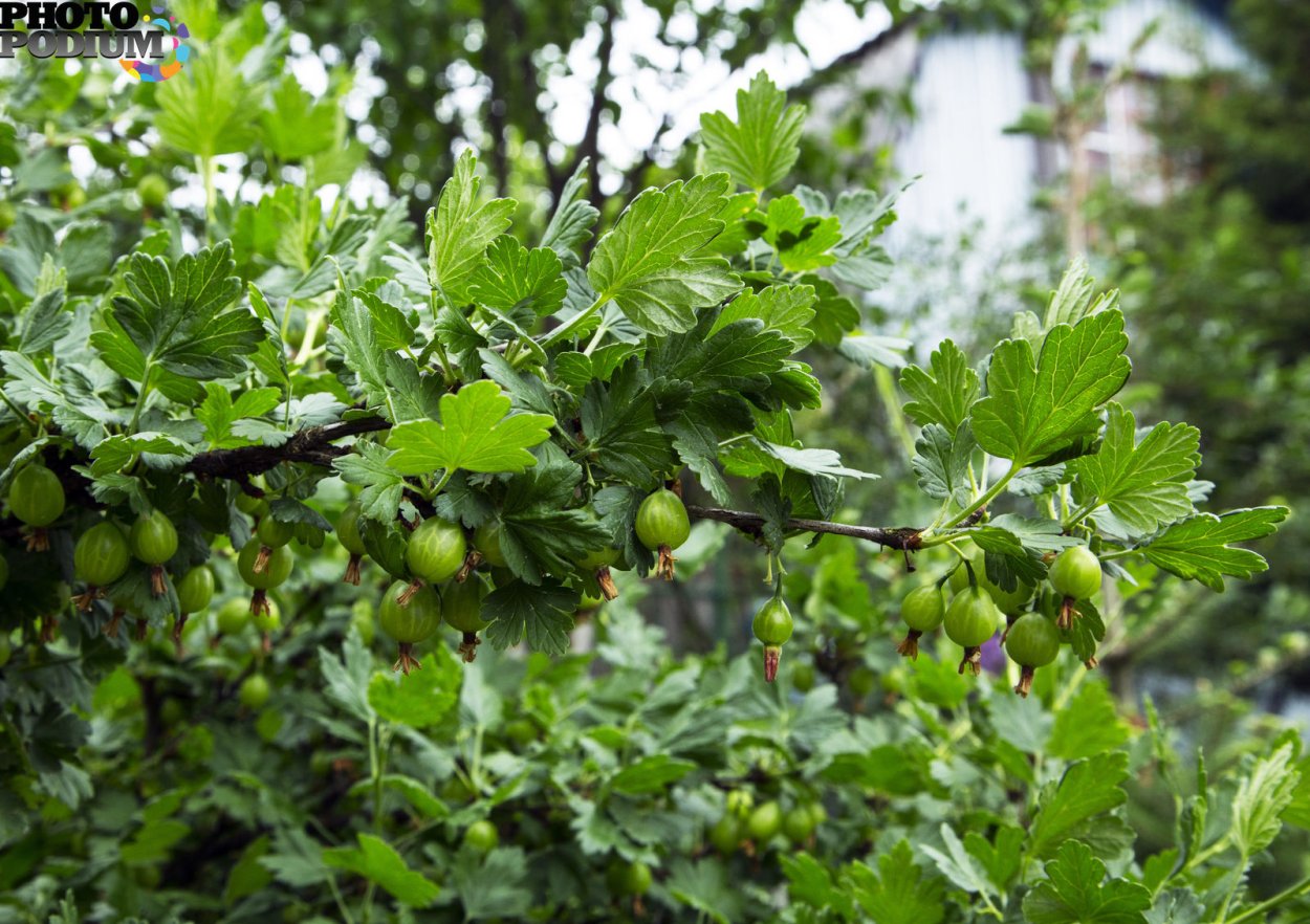 Деревообразный крыжовник