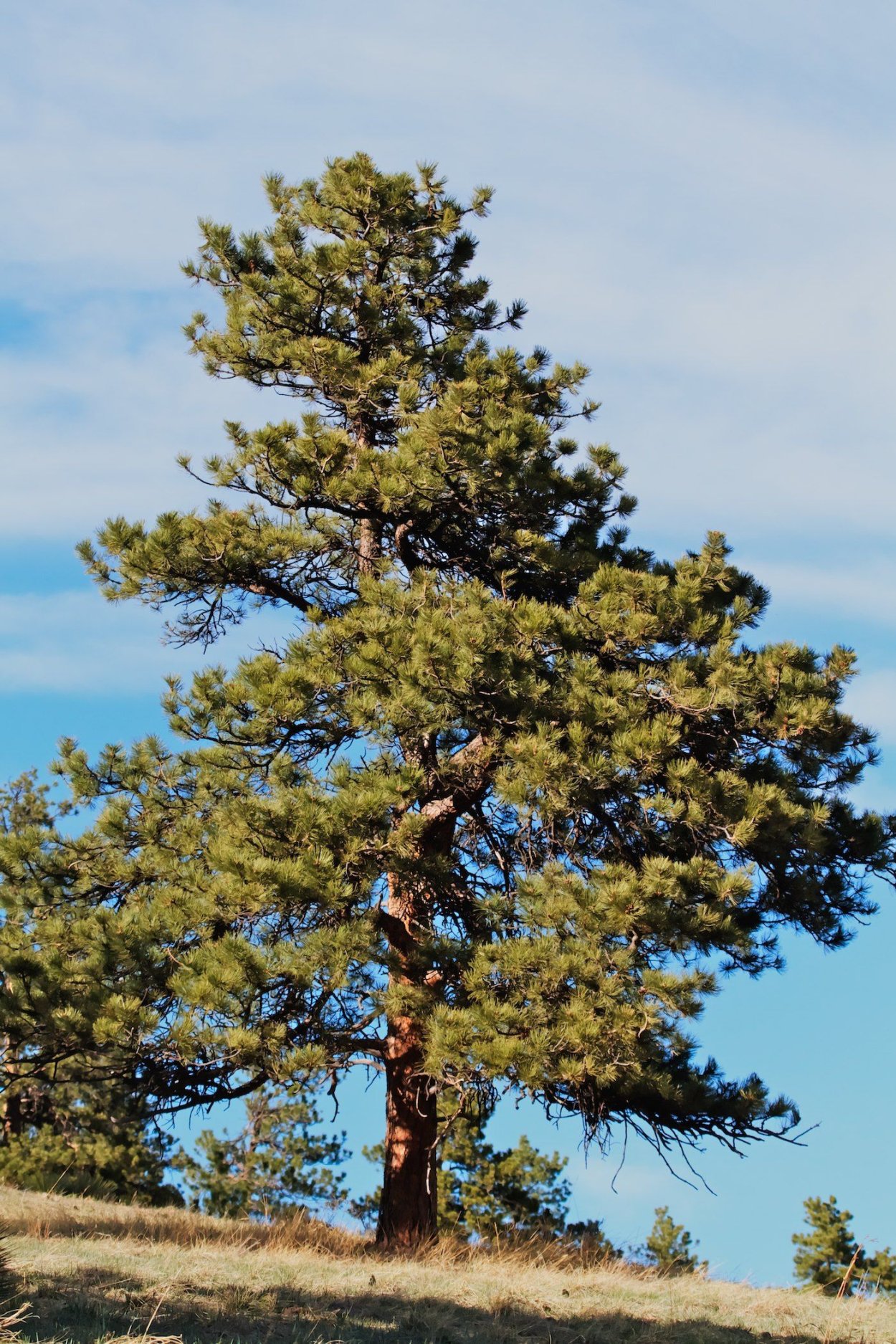Сосна Ponderosa