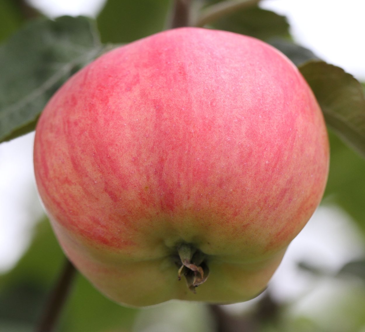 Сорт яблони Мирончик