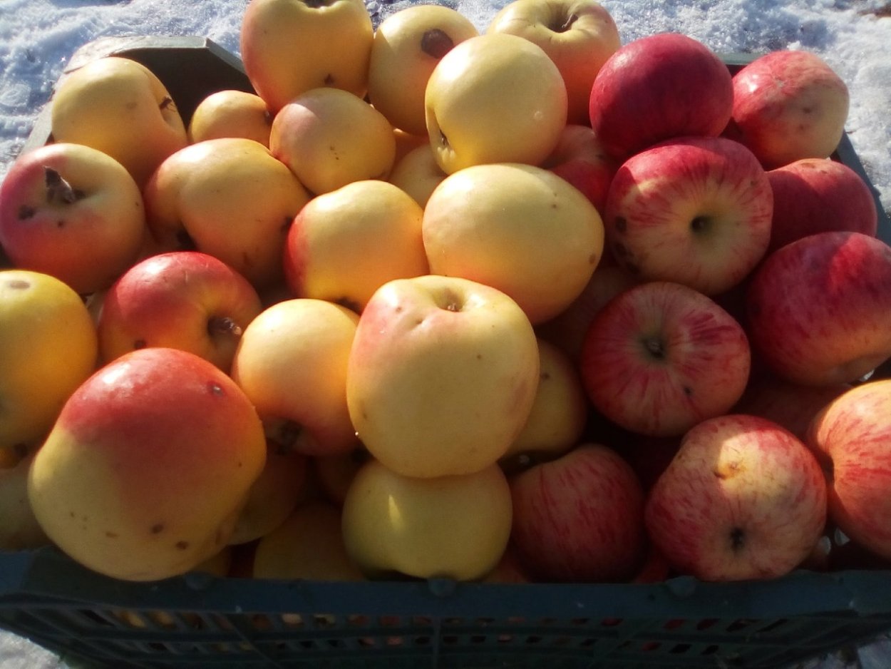 Яблоки синап 1кг