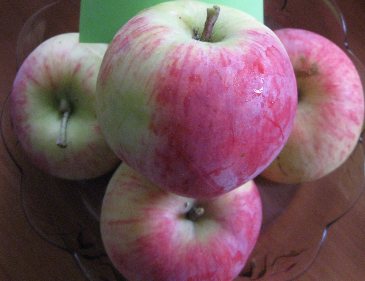 Осенние сорта яблок Твердые