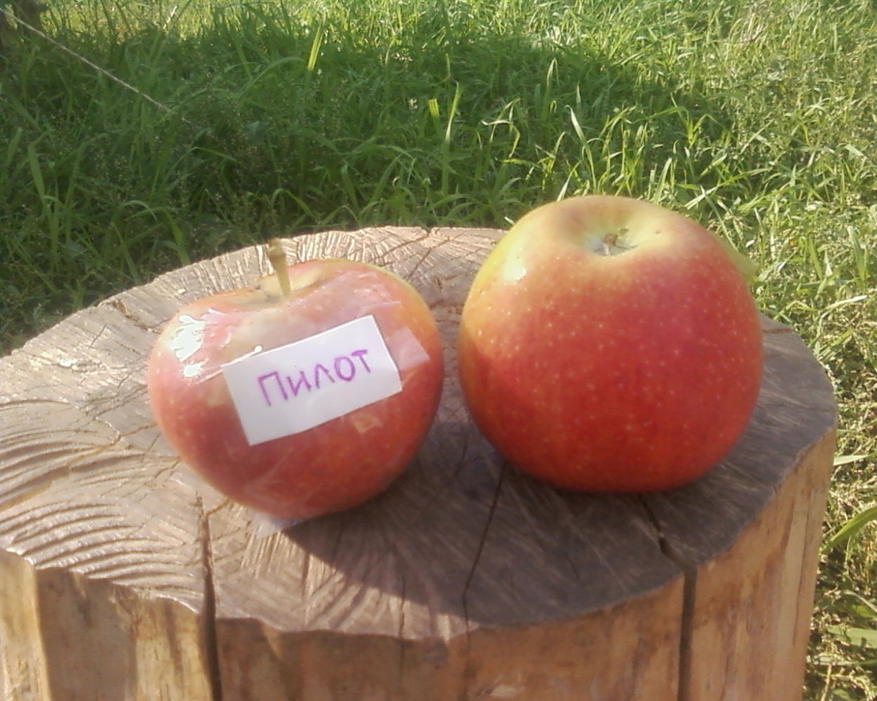 Сорт яблок брызги шампанского