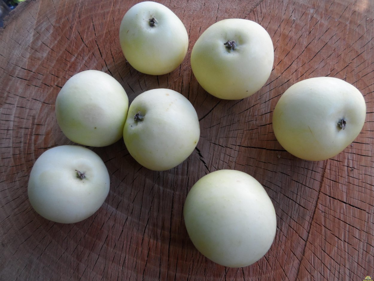 Яблоко белый налив на белом