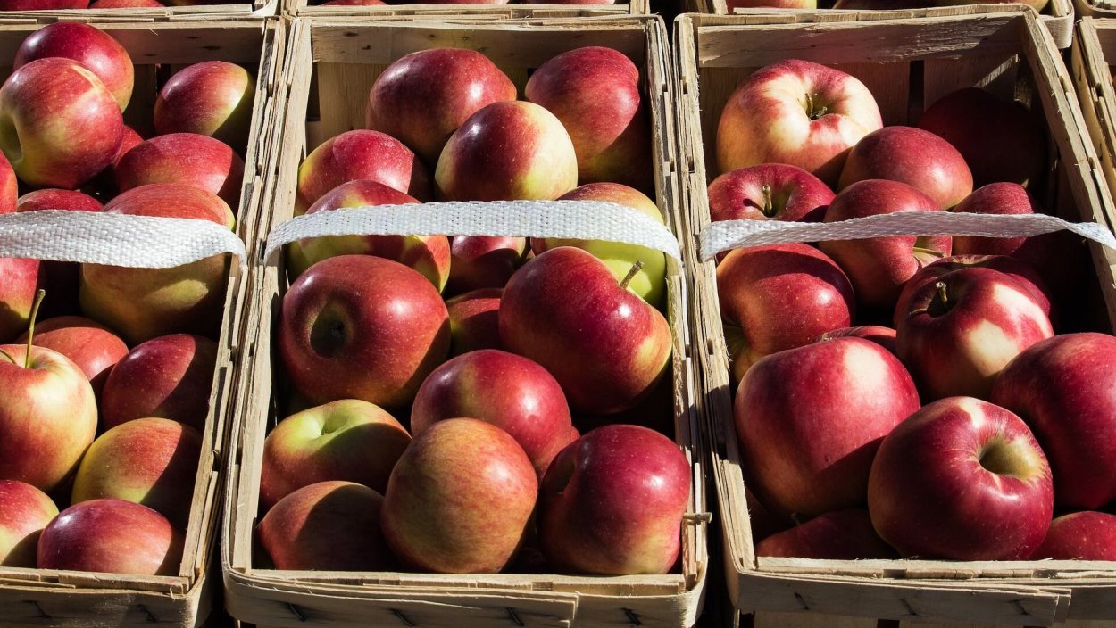 ЦИВГ 198 яблоки сорт