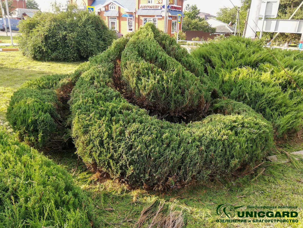 Топиарная стрижка можжевельника казацкого
