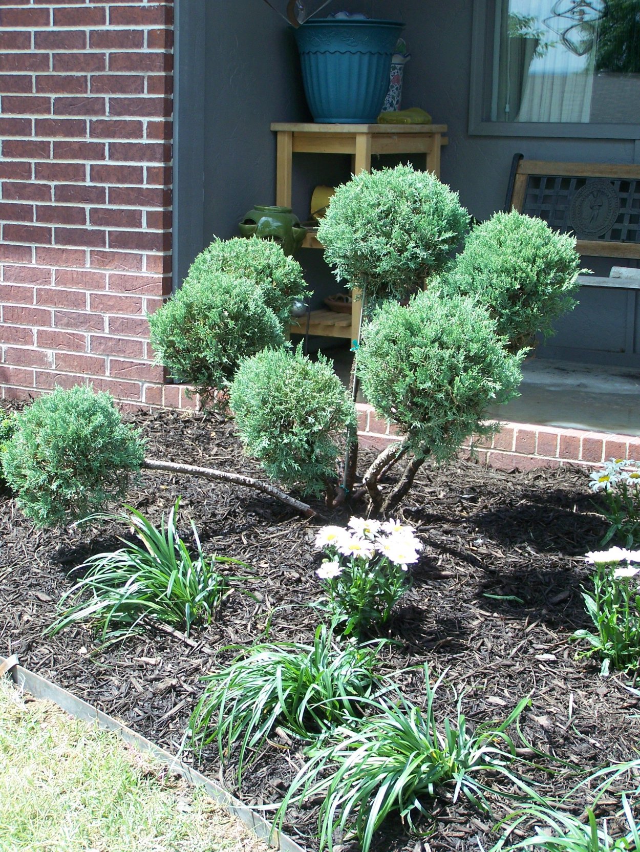 Можжевельник казацкий ниваки