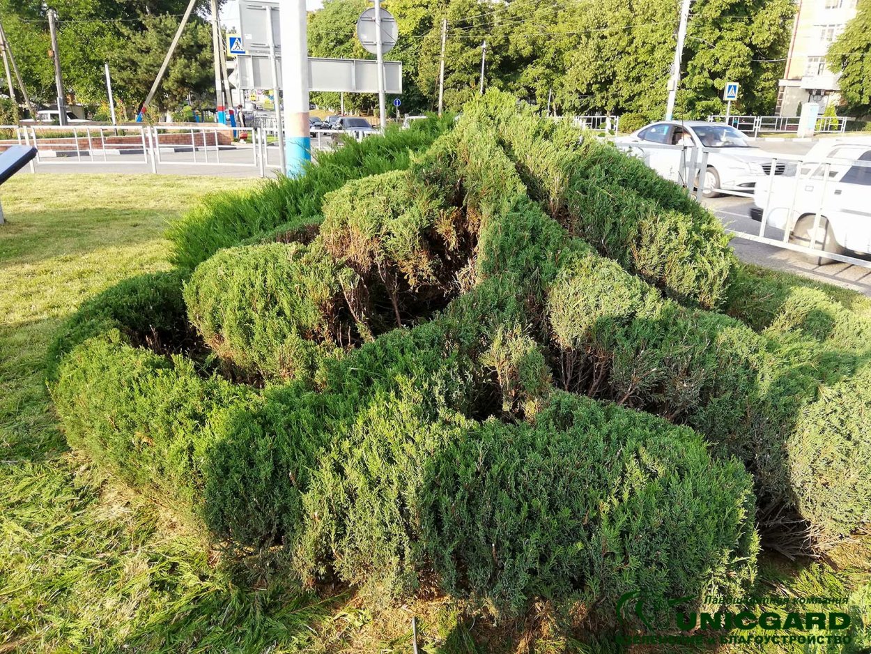 Ниваки казацкий можжевельник казацкий