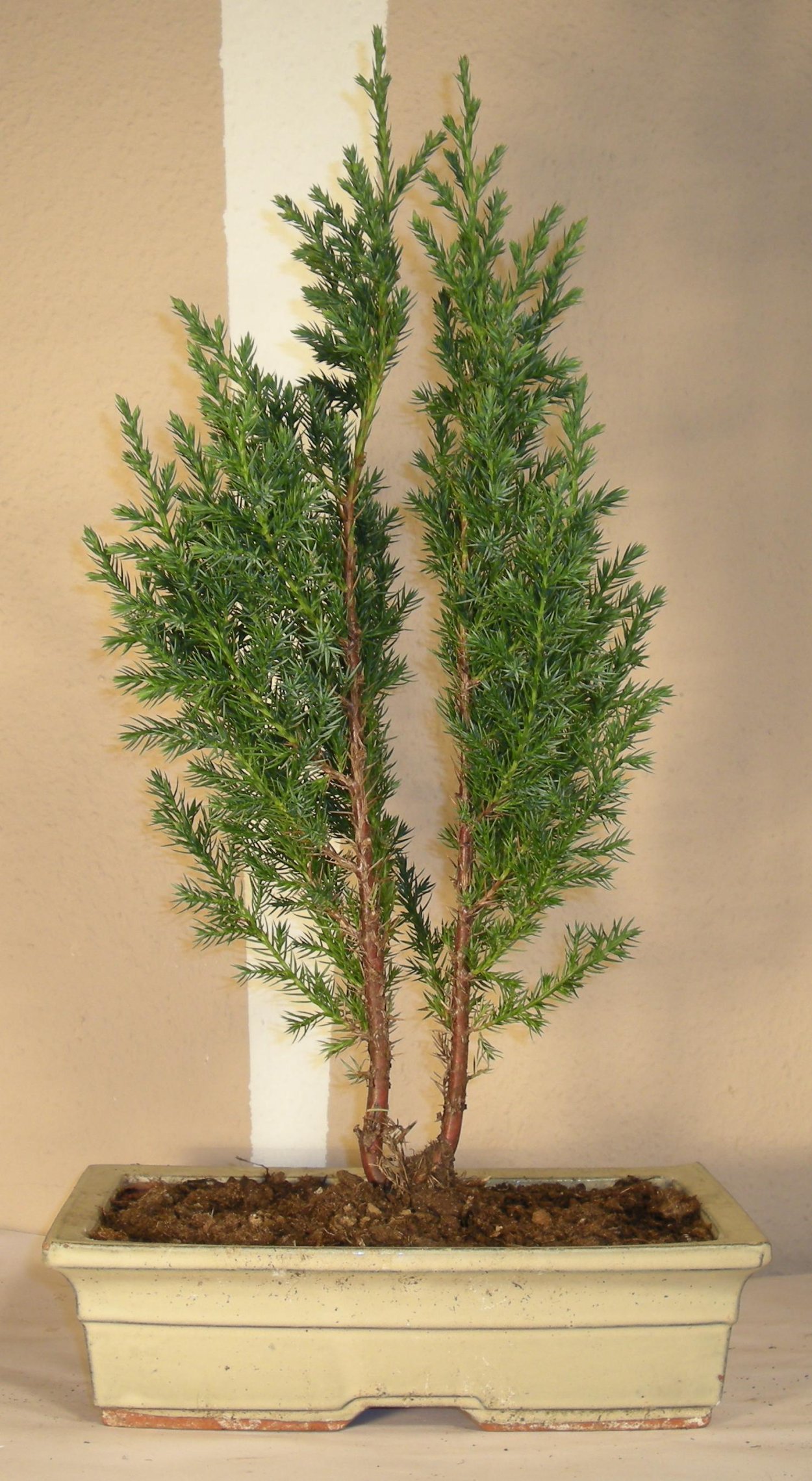 Можжевельник китайский Стрикта стрижка