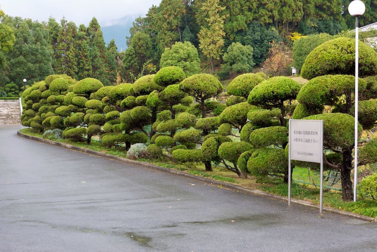 Стрижка можжевельника казацкого ниваки