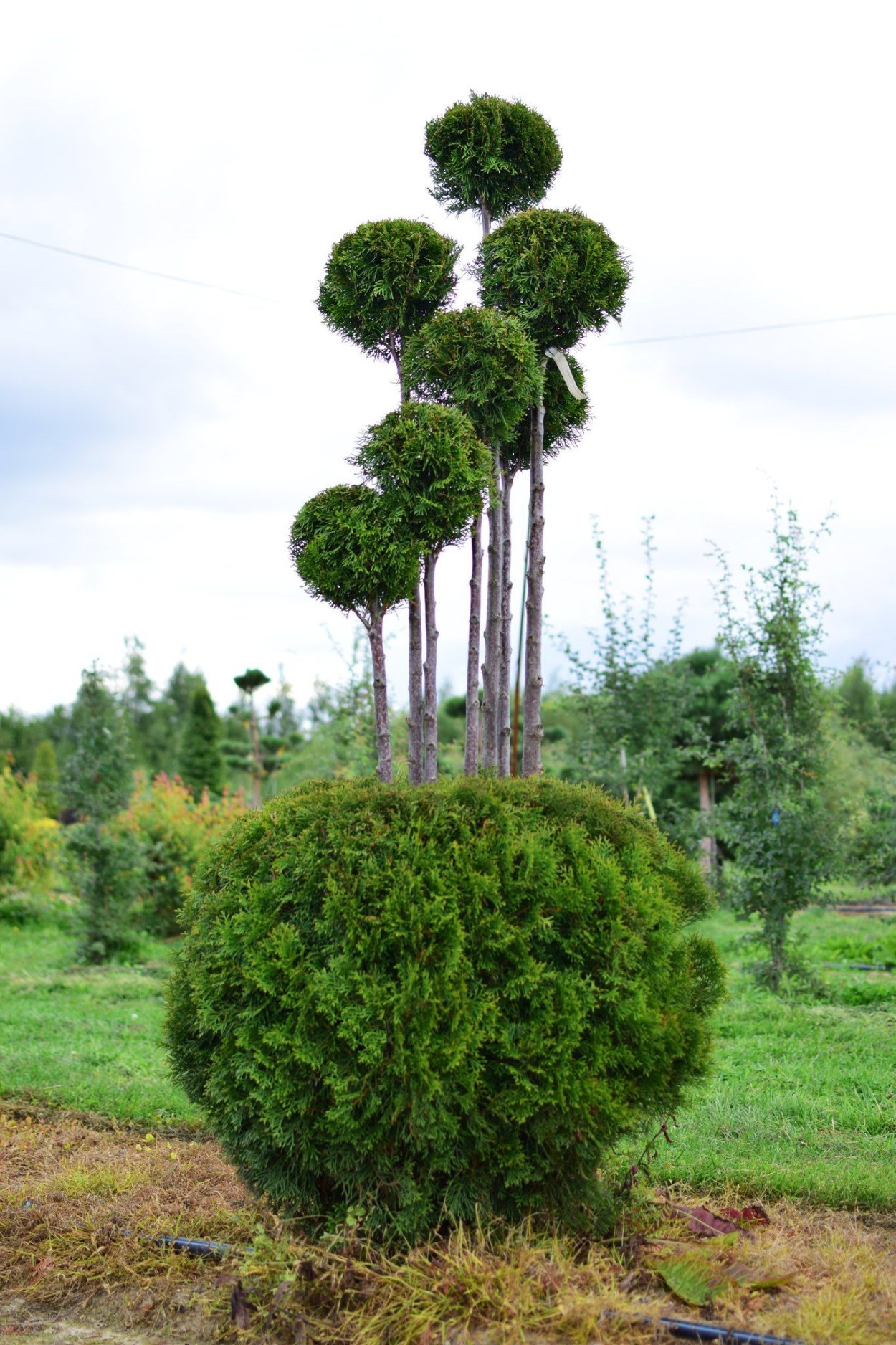 Туя Брабант ниваки
