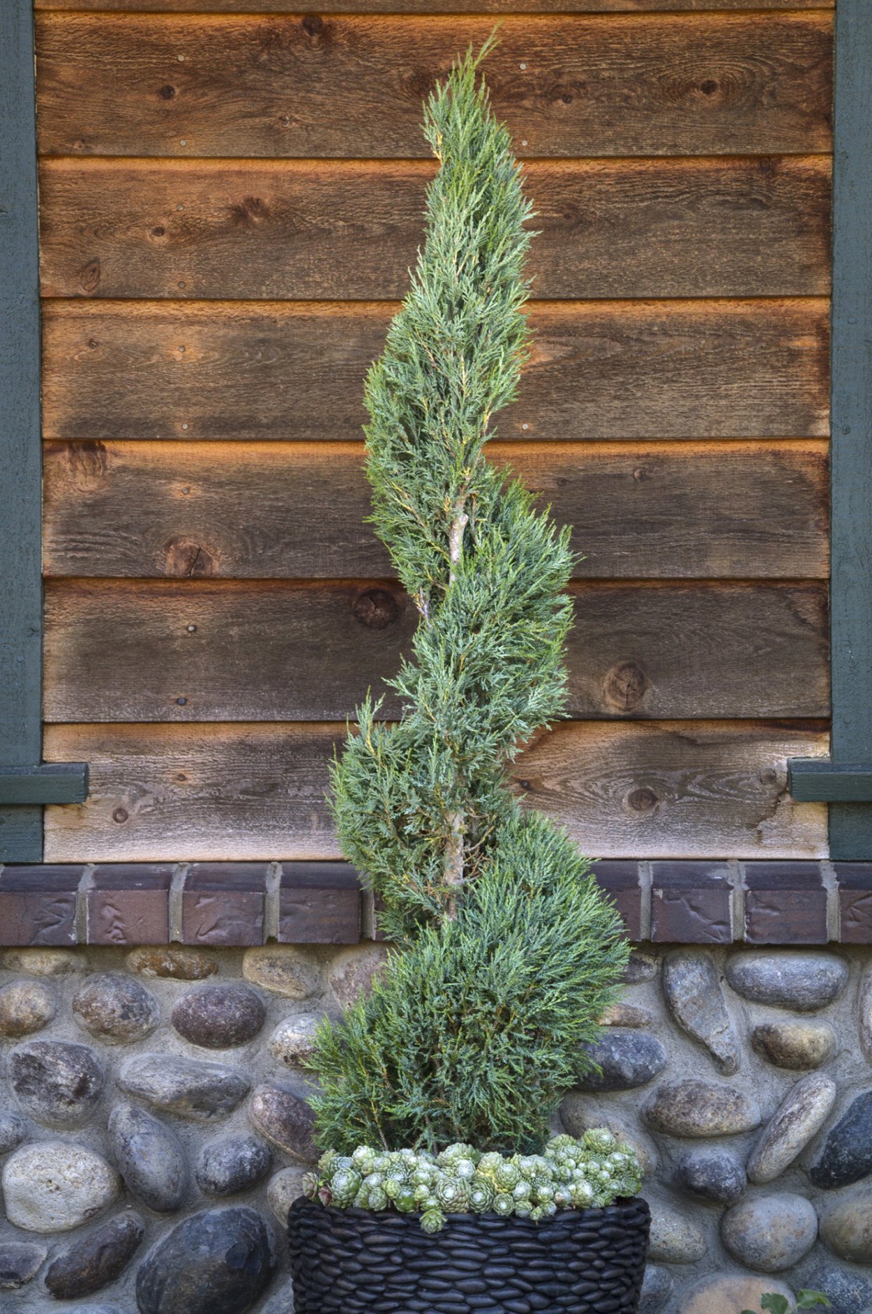 Топиарная стрижка можжевельника Скайрокет