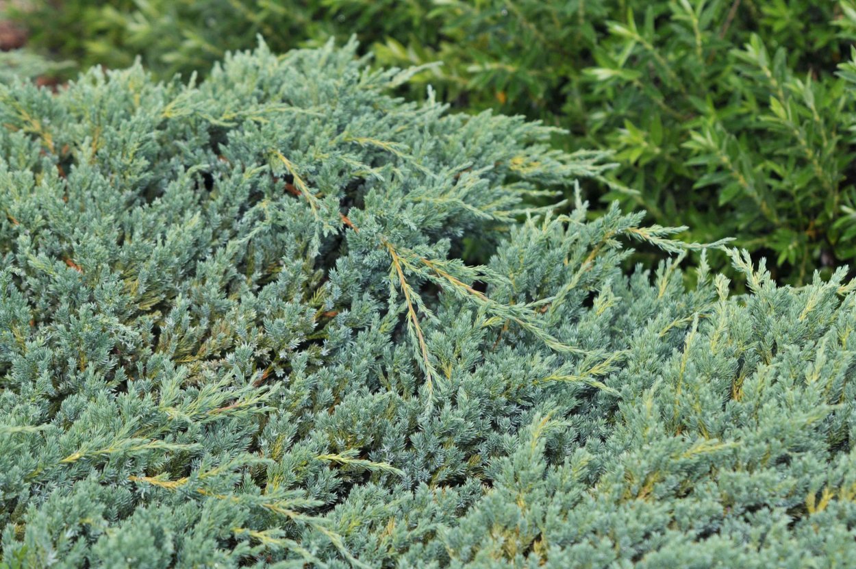 Можжевельник Блю кард