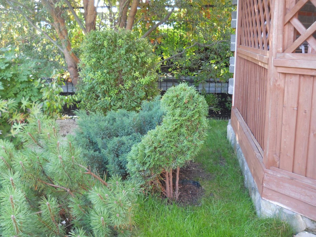 Стрижка можжевельника казацкого