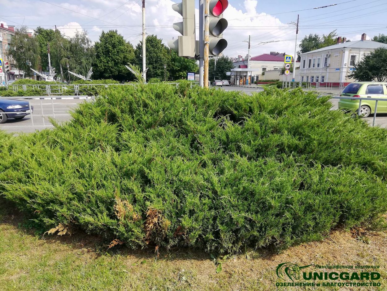Топиарная стрижка можжевельника казацкого