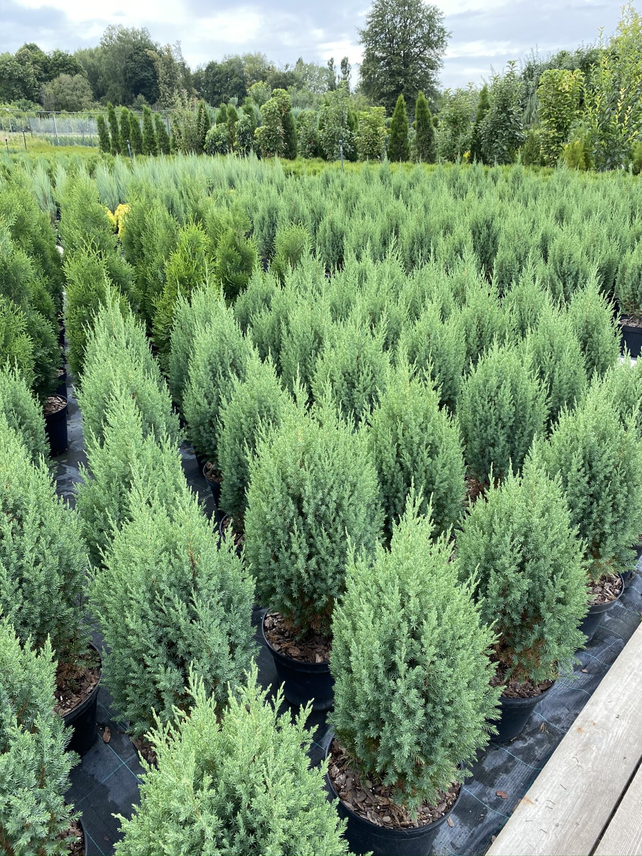 Можжевельник чешуйчатый Стрикта