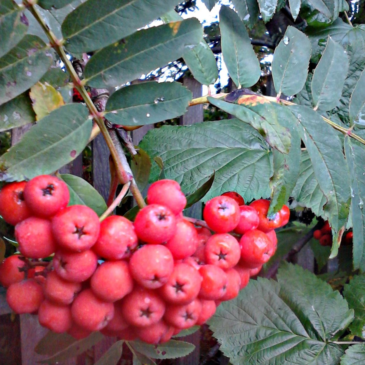Рябина Невежинская дерево