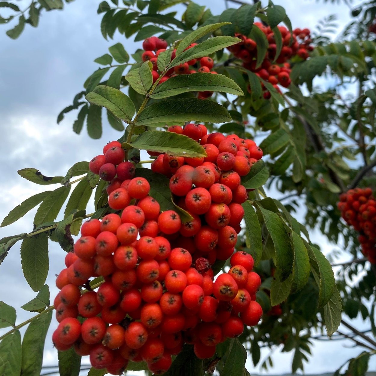 Рябина Невежинская