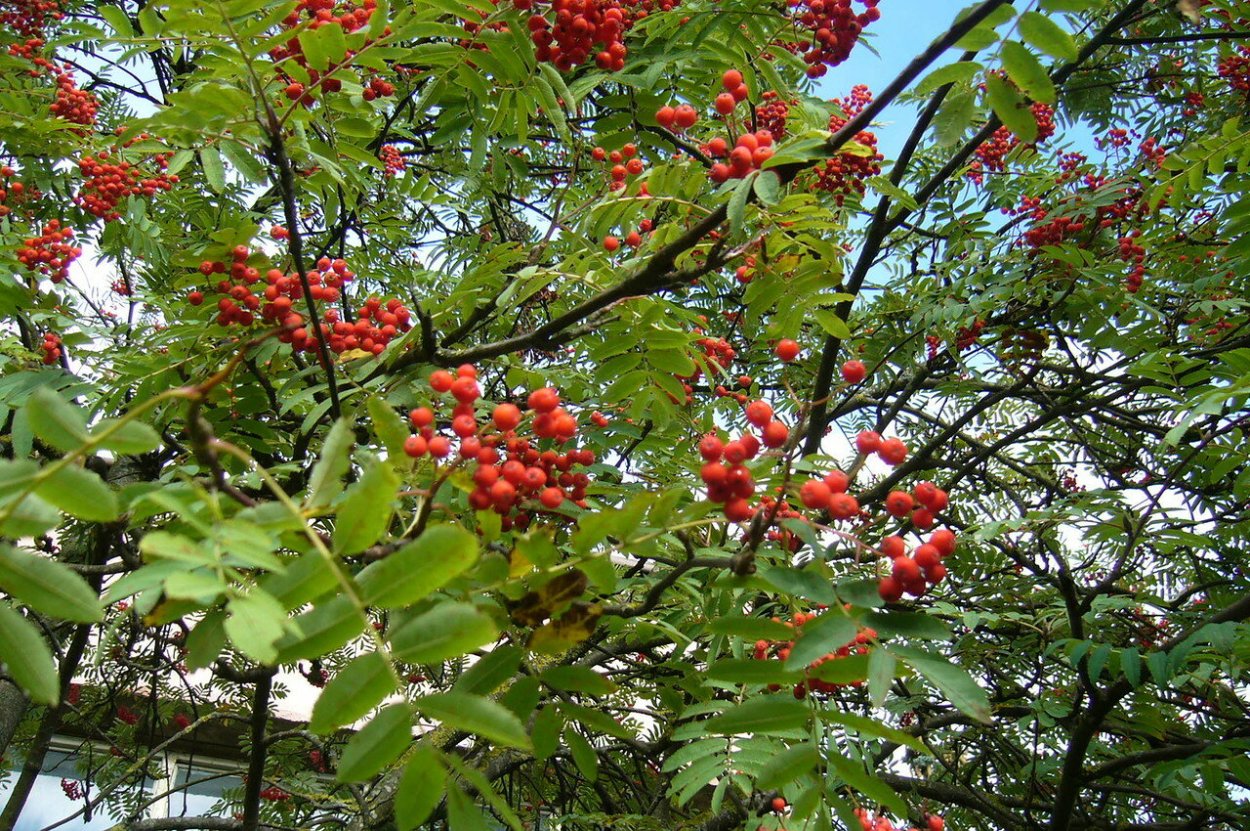 Рябина Гранатная осенью