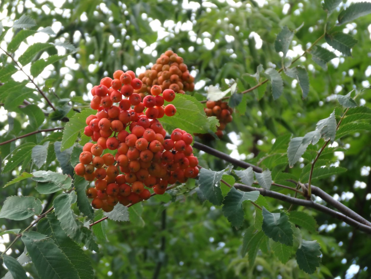 Созревшая рябина