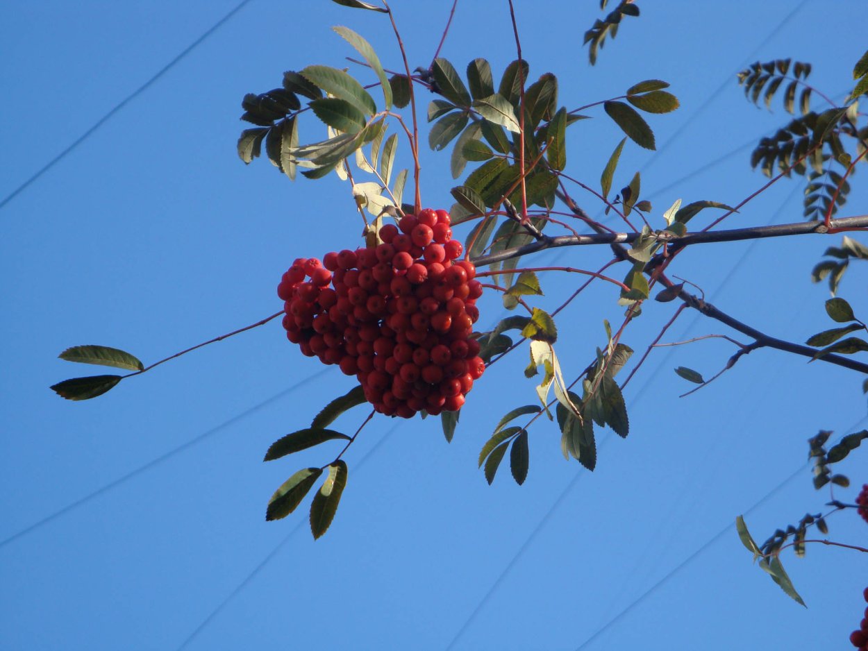 Рябина Шервотер с4