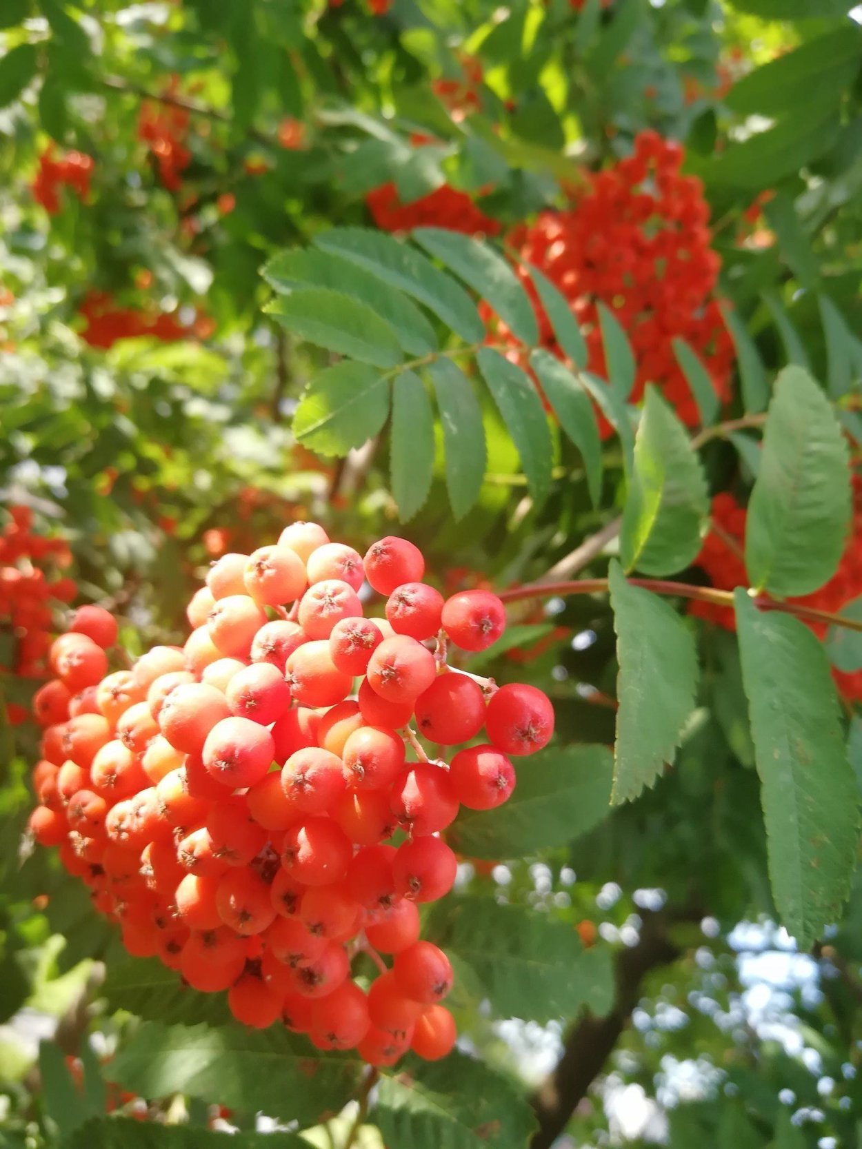 Рябина Саржента