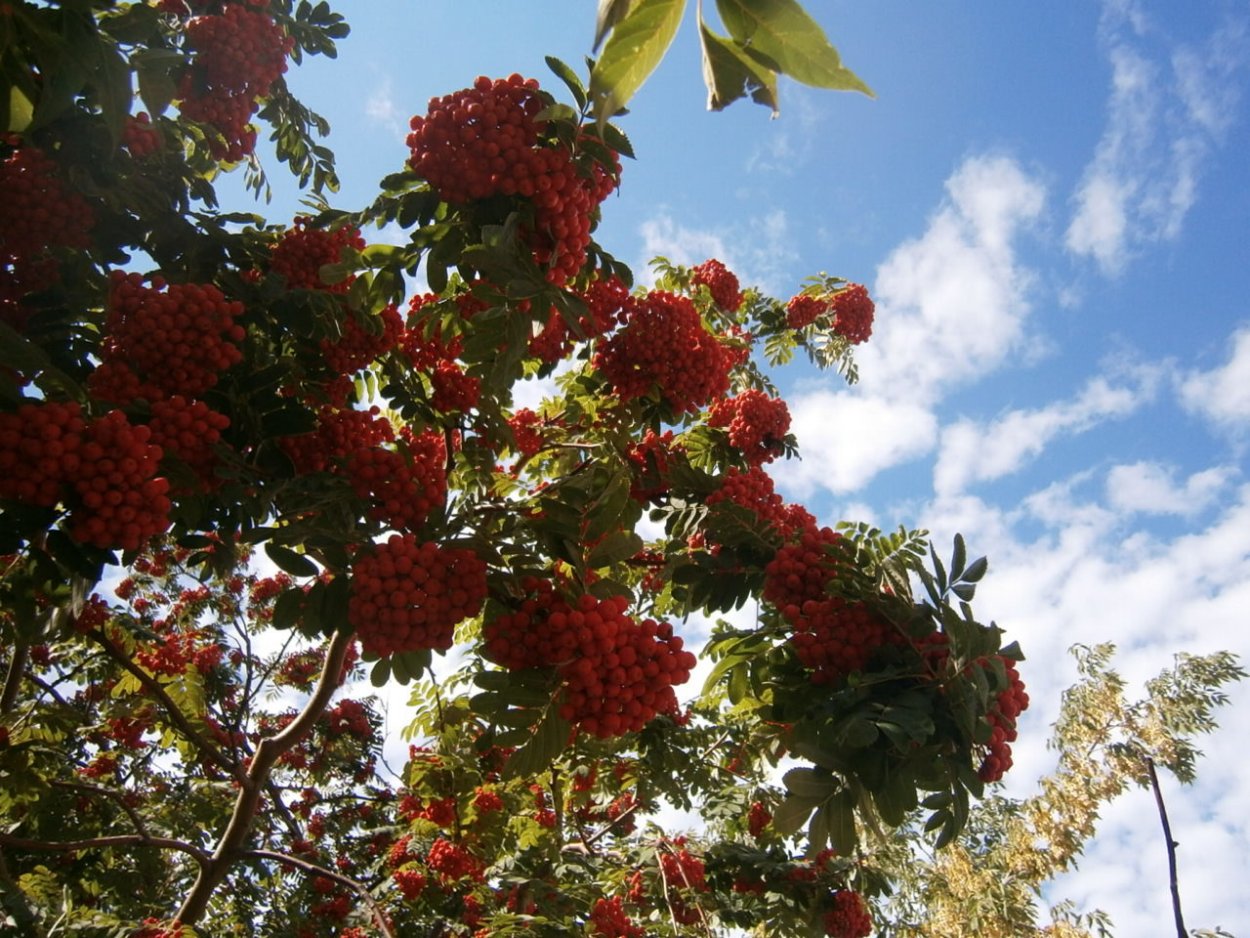 Рябина низкая