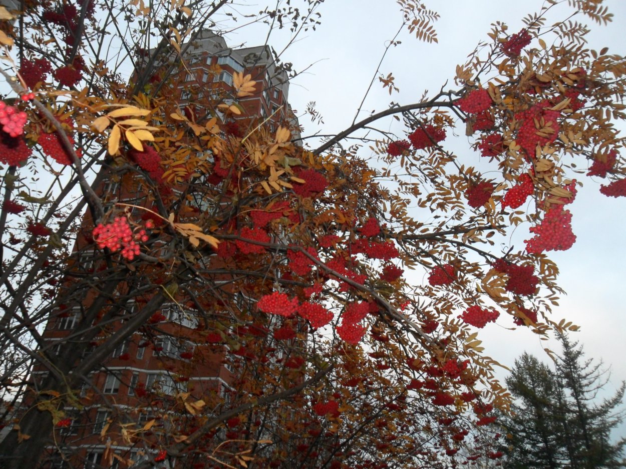 Конец осени бордовый