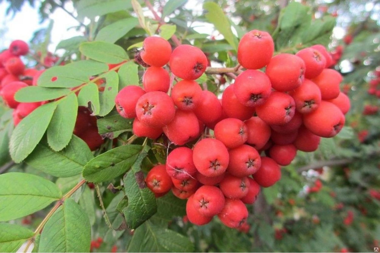 Рябина обыкновенная Невежинская красная