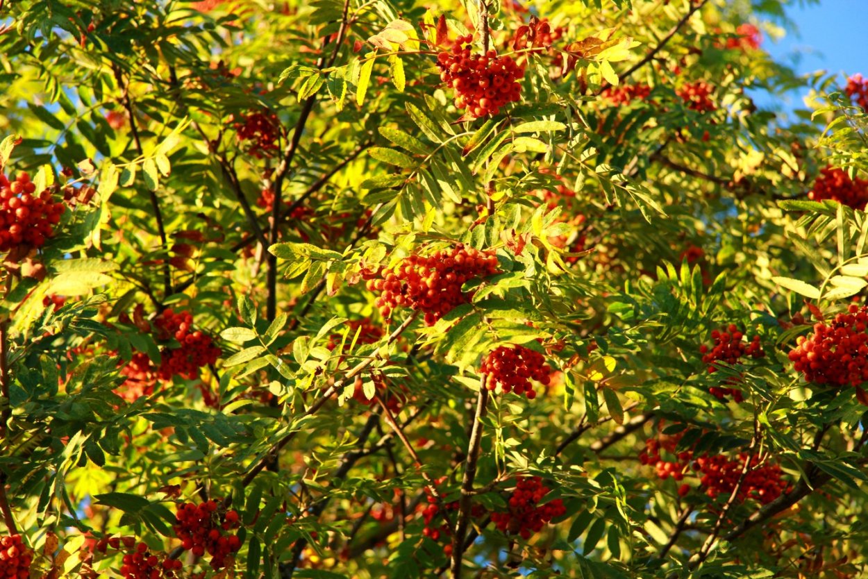 Рябина Крымская кизильник Крымский